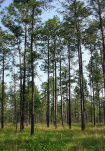 Longleaf Pine Forest. Photo: Chuck Bargeron, University of Georgia