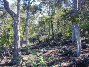 Hawaiian Dry Forest, photo: Susan Cordell