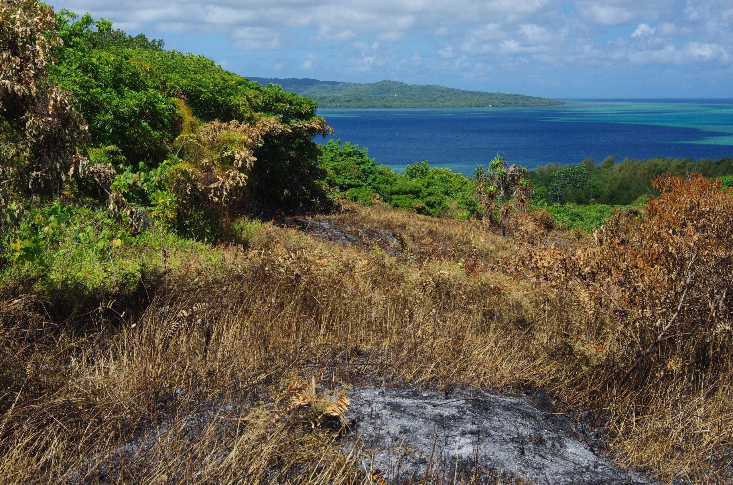 Yap, May 2014. Fire Self Extinguished at Forest Edge (Credit: Clay Trauernicht)