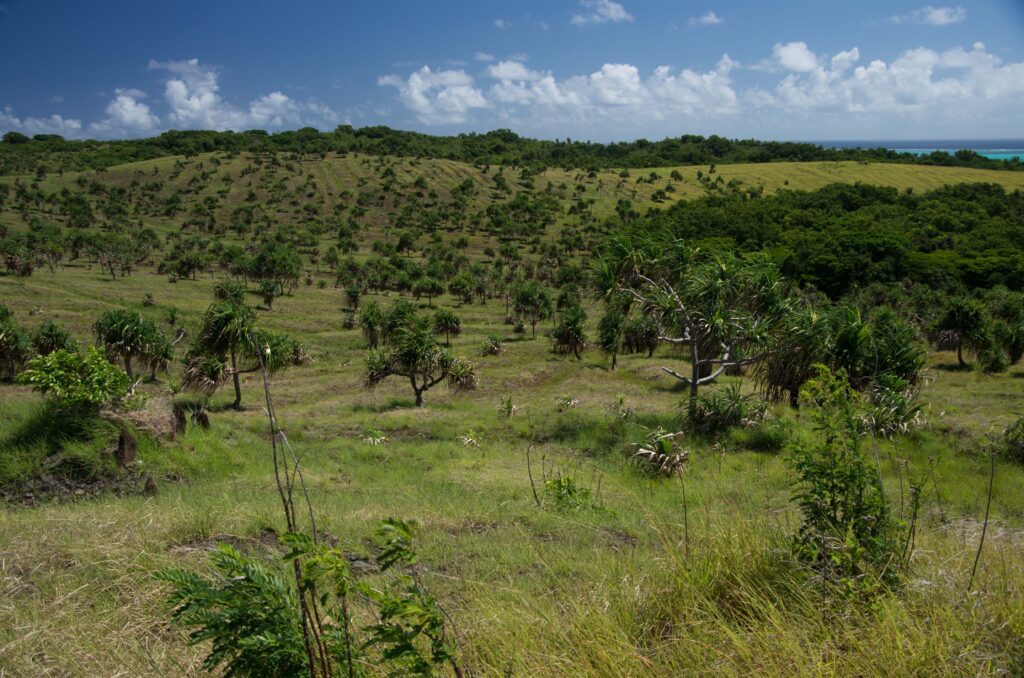 Rumong, Yap, May 2014. Typical Micronesian Savanna (Credit: Clay Trauernicht)