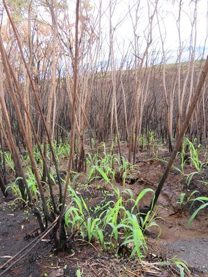 SOIL EROSION AND GUINEA GRASS VISIBLE UNDER BURNED HAOLE KOA SHORTLY AFTER THE 2018 WAIKOLOA FIRE. PHOTO: MELISSA KUNZ
