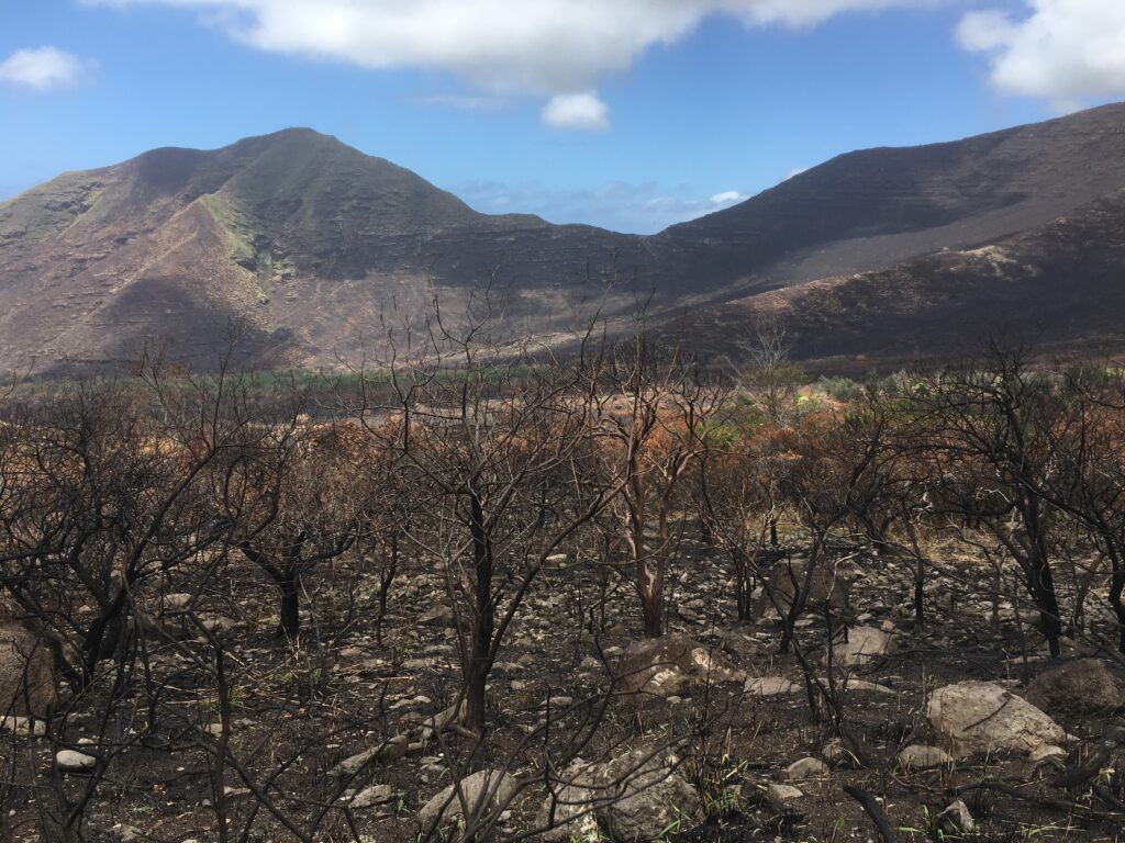 Nanakuli, O`ahu, March 2016. Burned Haole Koa & Guinea Grass (Credit: Clay Trauernicht)