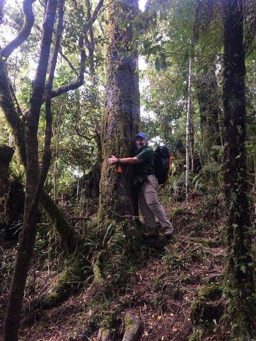 A TRUE TREE-HUGGING FORESTER, JB CHECKS THE DIAMETER OF A PODOCARPUS. PHOTO: JB FRIDAY.