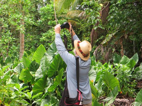 JB ON THE ISLAND OF YAP, DOCUMENTING HIS BOTANICAL FINDS. PHOTO: JB FRIDAY.