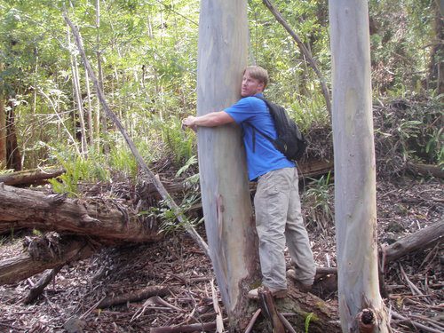 HUGGING THE TREES: MEASURING THE DIAMETER OF A EUCAPLYTUS. PHOTO: WILLIE RICE.

