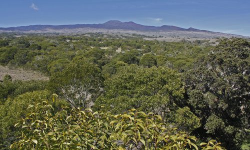 HAKALAU FOREST NATIONAL WILDLIFE REFUGE WAS ESTABLISHED IN 1985 TO PROTECT AND MANAGE ENDANGERED HAWAIIAN FOREST BIRDS AND THEIR RAIN FOREST HABITAT. THIS IMAGE SHOWS A KOA PLANTING AREA WITHIN HAKALAU. PHOTO: JACK JEFFREY.