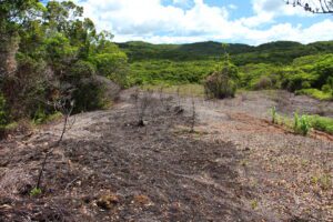 Area Behind Agricultural Center, Palau July 2013 (Credit: JB Friday)