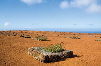 PILI GRASS BAILS AND NATIVE PLANTS SPROUTING (PHOTO HONOLULU MAGAZINE).

