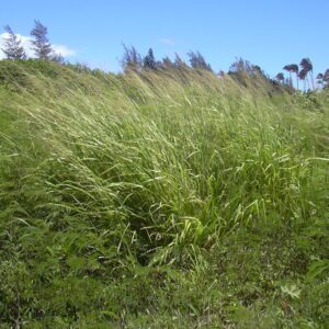 Guinea grass (Megathyrsus maximum) Forest and Kim Starr