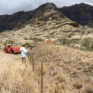 grazing to reduce blazing