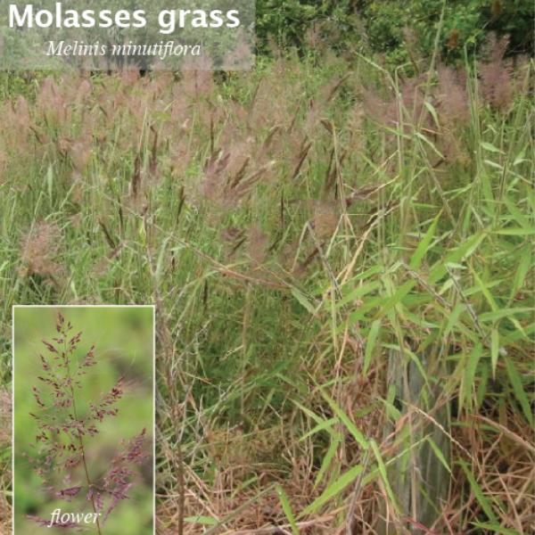 Molasses grass thumbnail