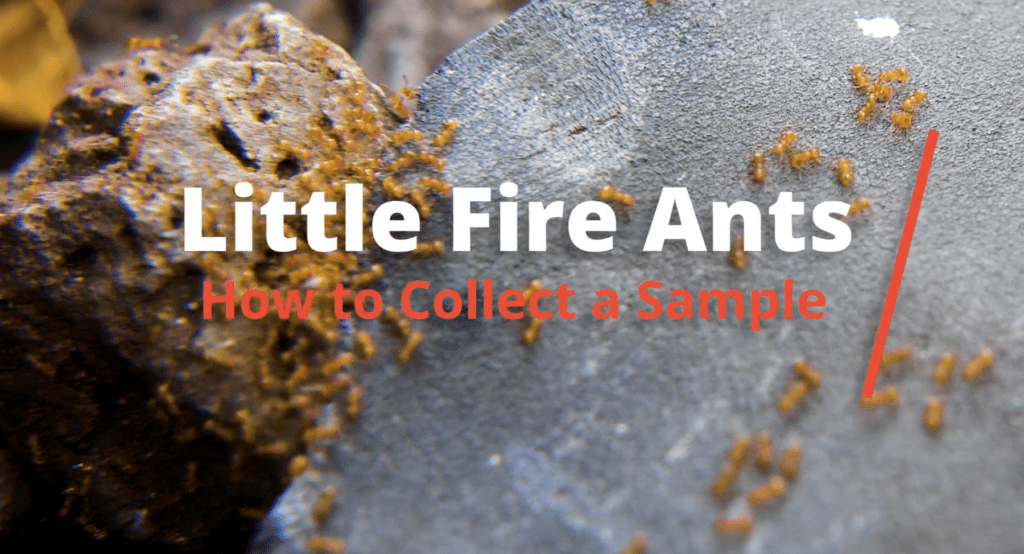 little fire ants