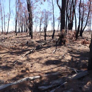 bare soil fire killed Eucalyptus