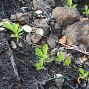 Mauna Loa Road after 2018 fire (aalii regeneration) (credit: JB Friday)
