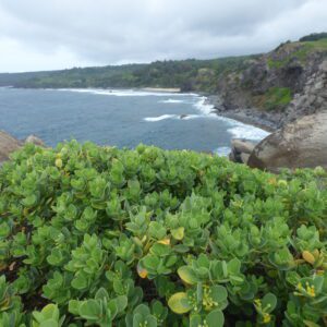 ʻĀkia (Wikstroemia uva-ursi)