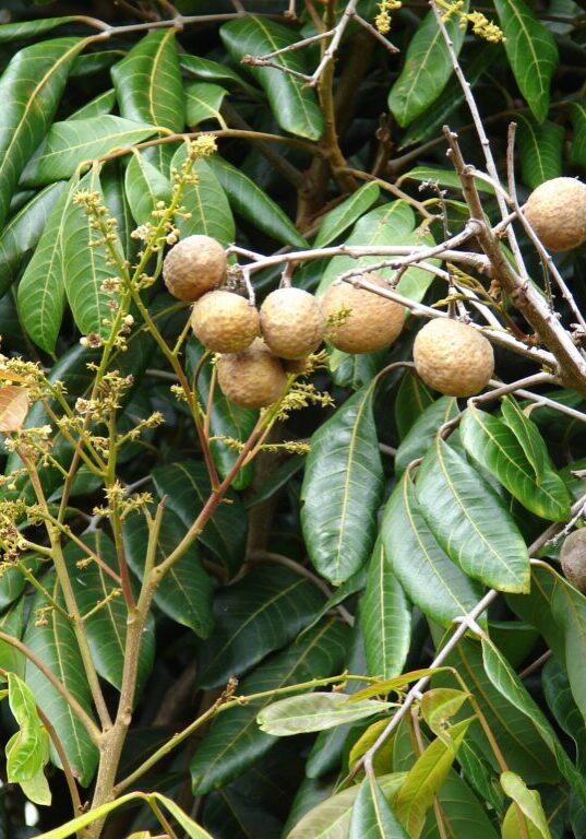 Dimocarpus longan (Longan, dragon's eye)