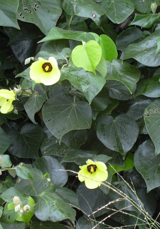 Hau, beach hibiscus (Hibiscus tiliaceus)