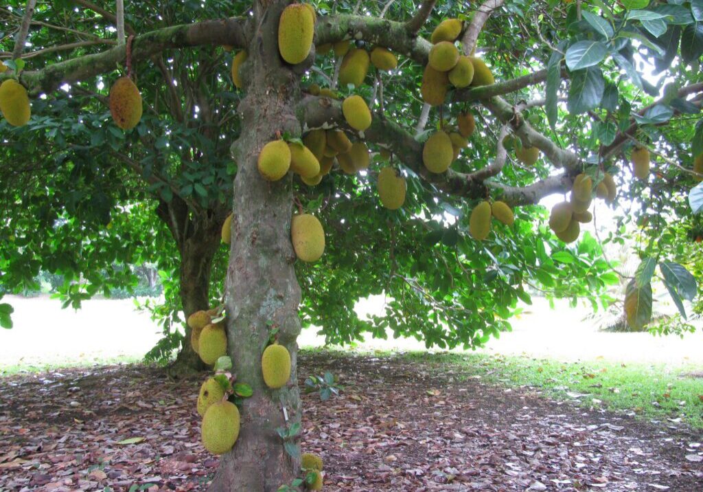Jackfruit (Artocarpus heterophyllus)