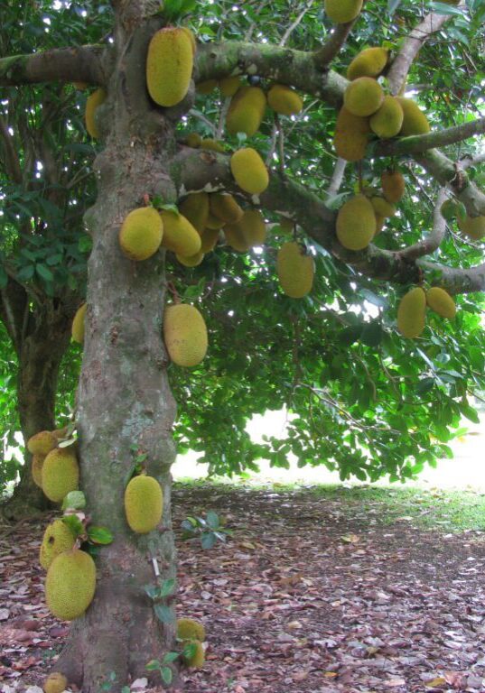 Jackfruit (Artocarpus heterophyllus)