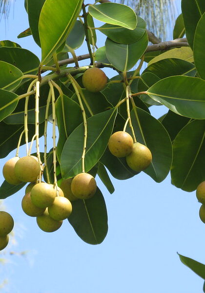 Kamani tree (Calophyllum inophyllum)