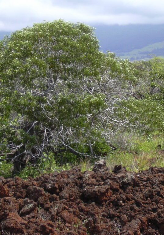 Koaia (Acacia koaia)