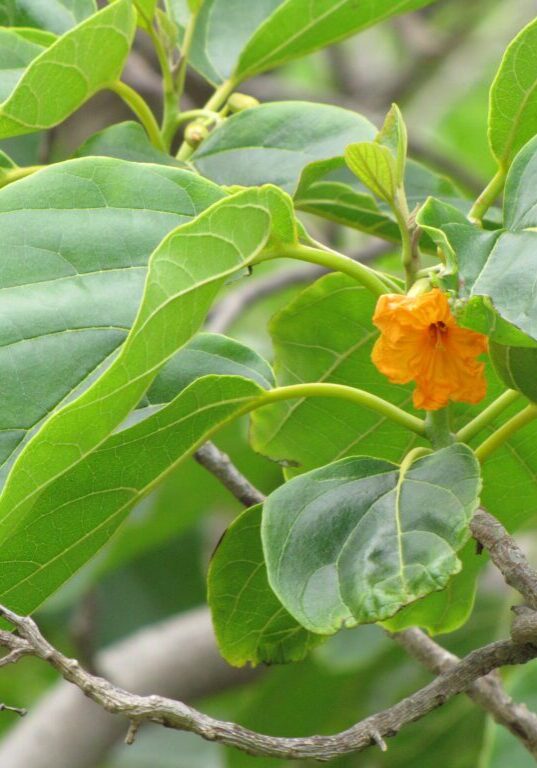 Kou (Cordia subcordata)