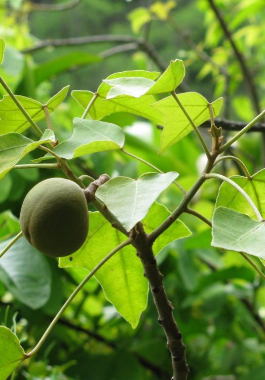 Kukui, candlenut tree (Aleurites moluccanus)