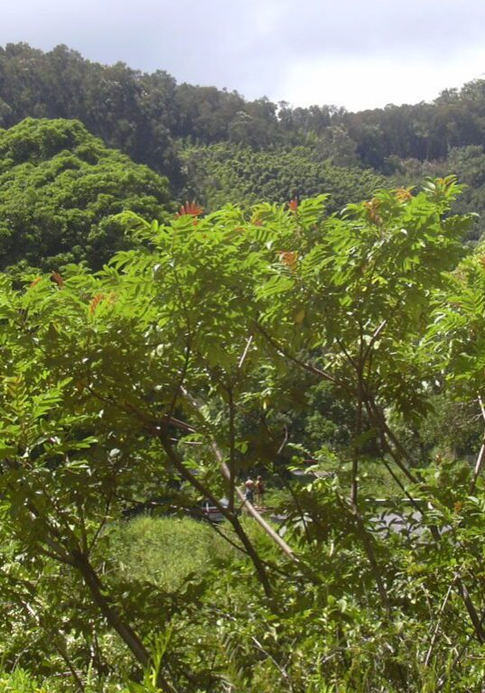 Neleau or Neneleau (Rhus sandwicensis)