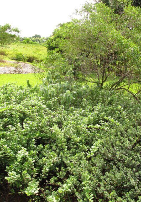 Pohinahina (Vitex rotundifolia)