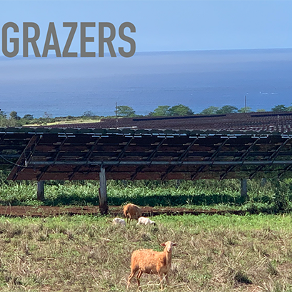 Oahu grazers
