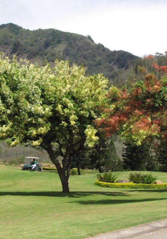 Shower trees (Cassia species)