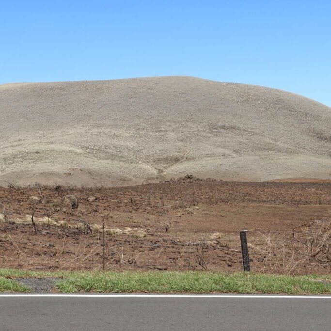 bare soil post fire Mauna Kea copy