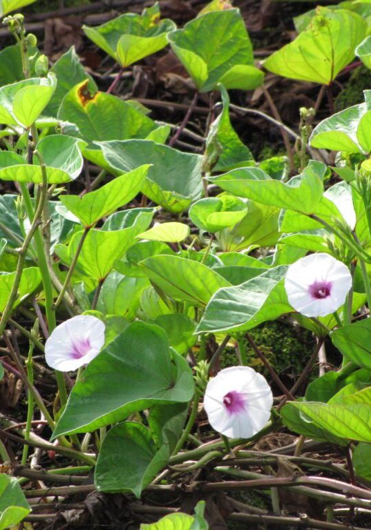 ʻUala (Ipomoea batatas)