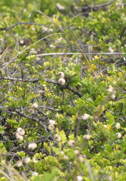 ʻUlei (Osteomeles anthyllidifolia)